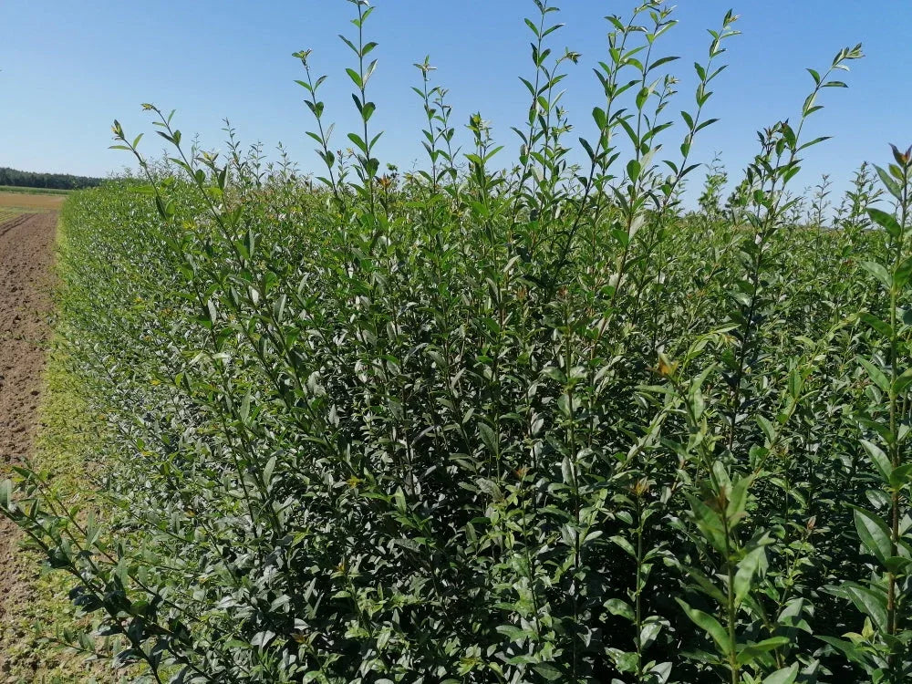 wintergrüner liguster hecke Ligusterhecke kaufen | Ligustrum ovalifolium