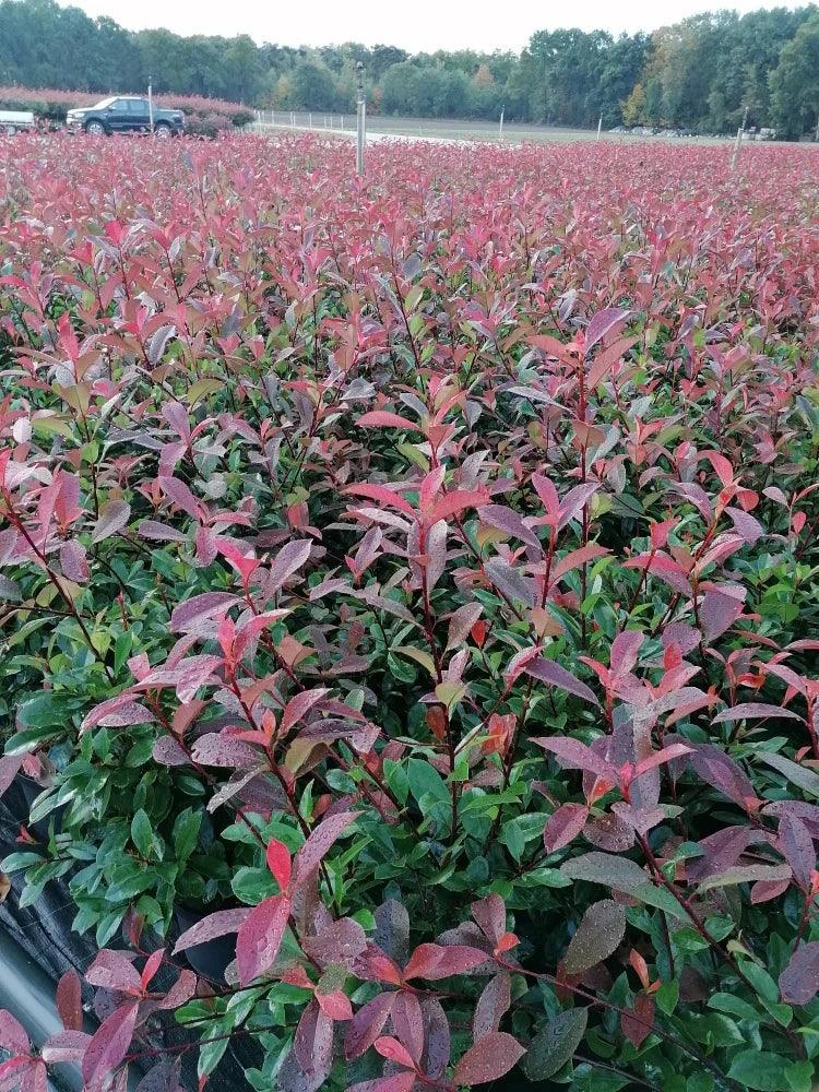 immergrüne heckenpflanzen glanzmispel Glanzmispel – Photinia ‘Red Robin’ (Hecke) main image 1