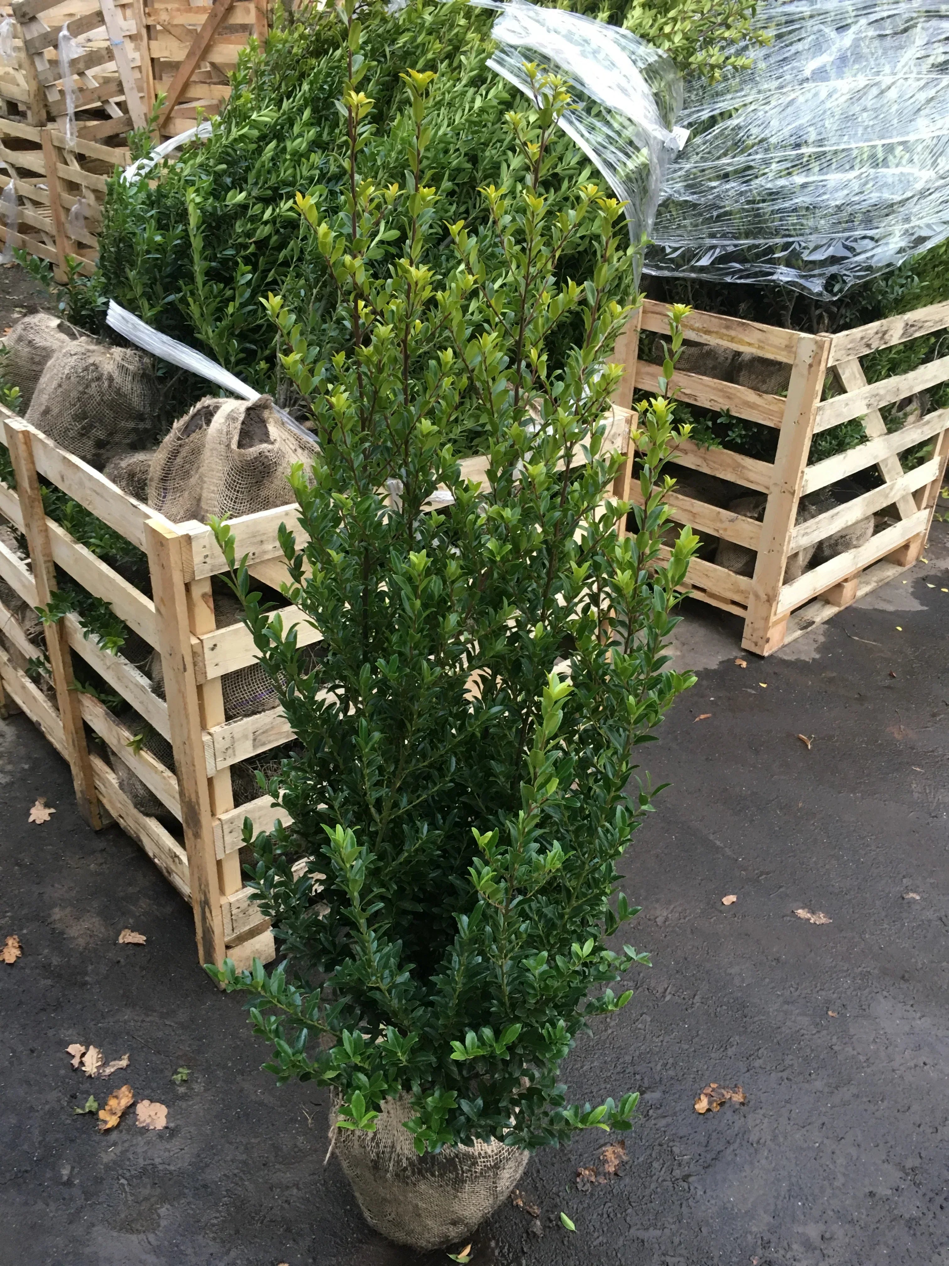 Japanische Hülse - Ilex maximowicziana ‘Kanehirae’ / Ilex impala Höhe 140-160 cm - Heckenpflanzen Thelen
