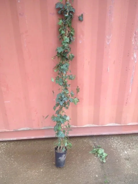 Irisches Efeu - Hedera hibernica Höhe 100-125 cm - Heckenpflanzen Thelen