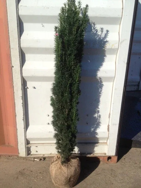 Fastigiata Robusta - Säuleneibe 140-160 cm Höhe - Heckenpflanzen Thelen