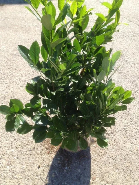 Kirschlorbeer Rotundifolia 100-125 cm Höhe Ballenware - Heckenpflanzen Thelen