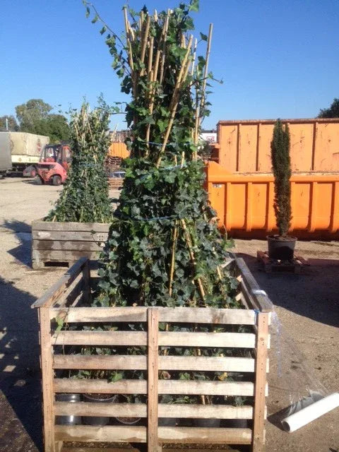 Irisches Efeu - Hedera hibernica Höhe 175-200 cm - Heckenpflanzen Thelen