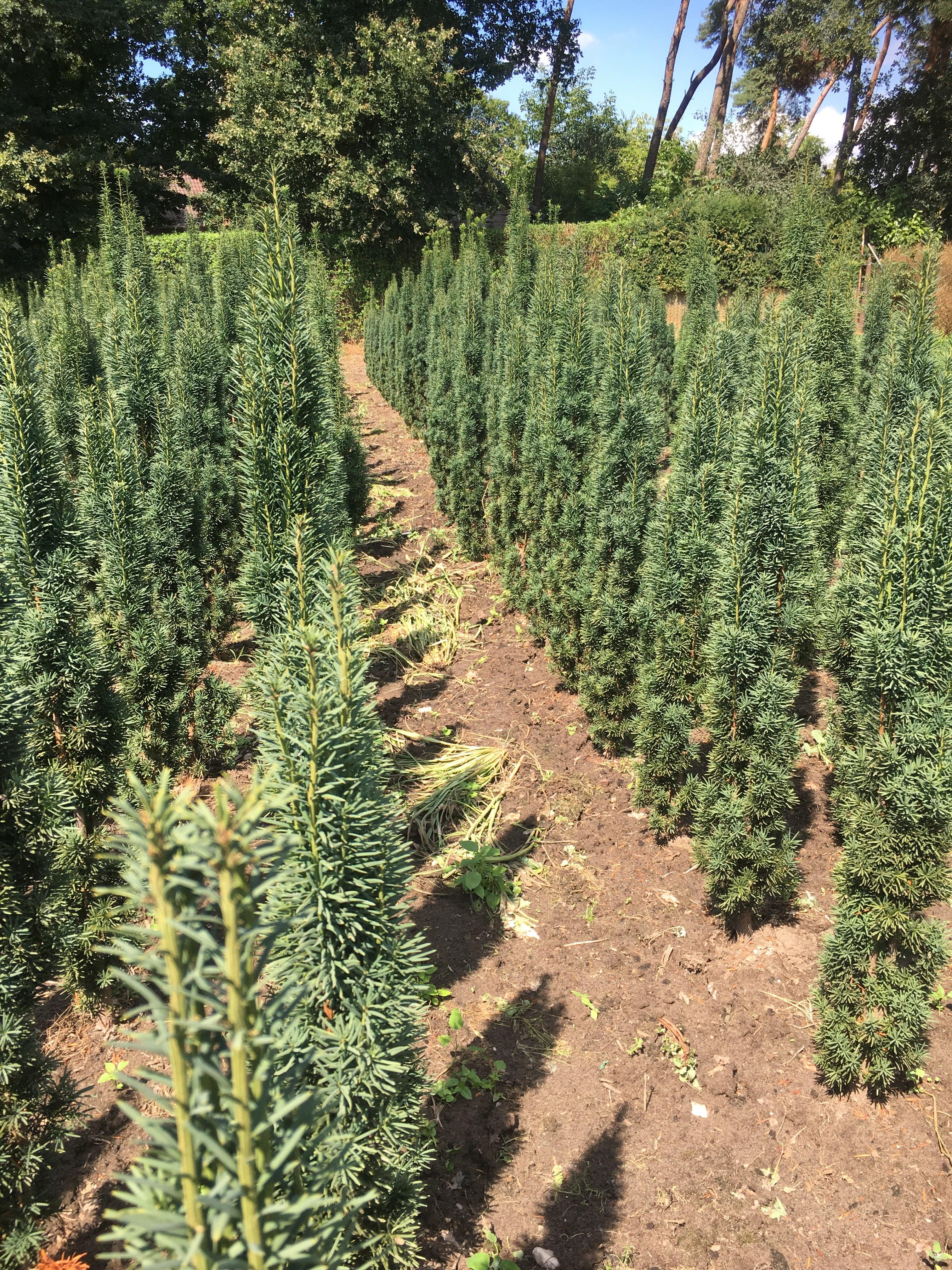 Fastigiata Robusta - Säuleneibe 80-100 cm Höhe - Heckenpflanzen Thelen