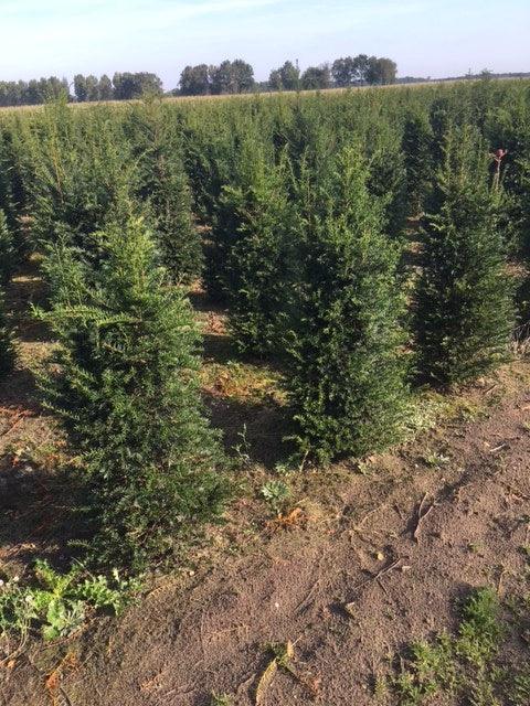 Heimische Eibe - Taxus baccata 120-140 cm Höhe - Heckenpflanzen Thelen