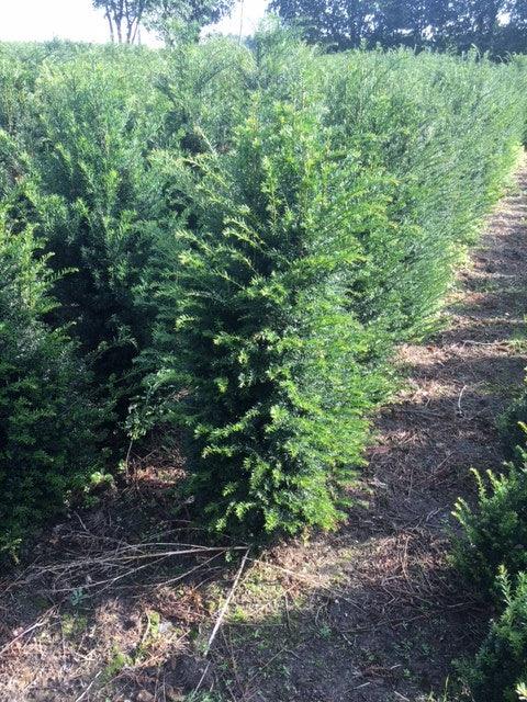 Heimische Eibe - Taxus baccata 160-180 cm Höhe - Heckenpflanzen Thelen