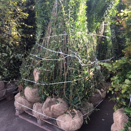 Liguster Ligustrum vulgare Atrovirens Höhe 125-150 cm Ballenware