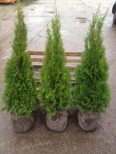 Lebensbaum Thuja occidentalis Smaragd 100-120 cm Höhe Ballenware - Heckenpflanzen Thelen
