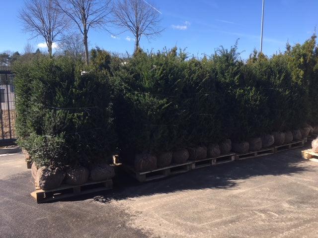 Heimische Eibe - Taxus baccata 160-180 cm Höhe - Heckenpflanzen Thelen