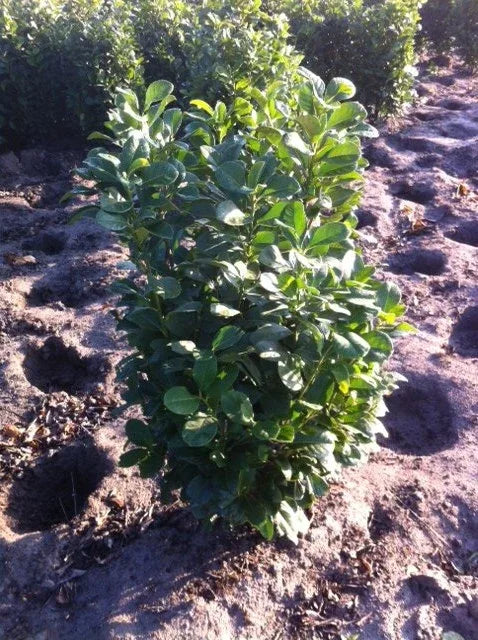 Kirschlorbeer Etna 80-100 cm Höhe - Heckenpflanzen Thelen