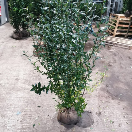 Liguster Ligustrum vulgare Atrovirens Höhe 125-150 cm Ballenware