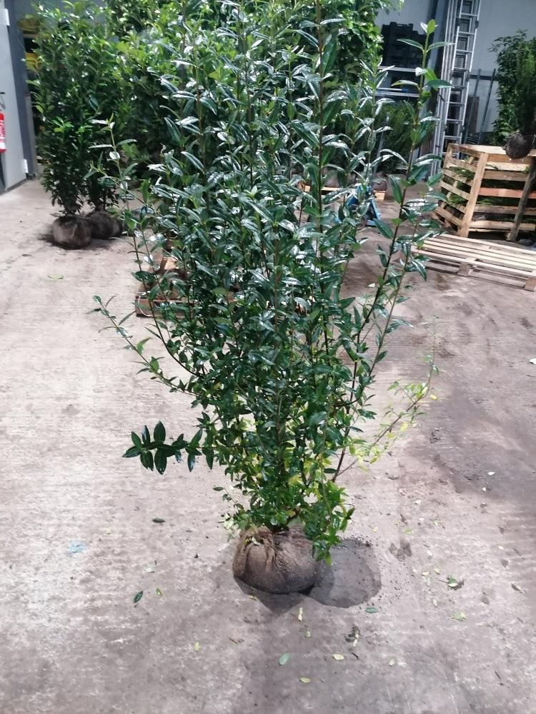 liguster atrovirens 150 cm Liguster Ligustrum vulgare Atrovirens Höhe 125-150 cm Ballenware