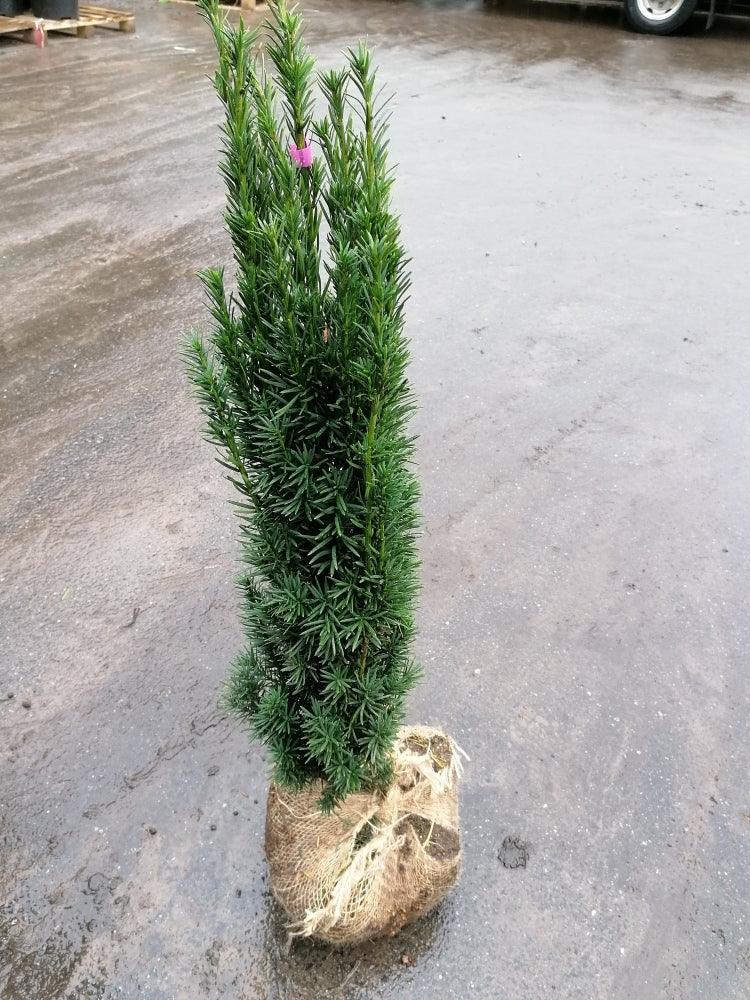 Fastigiata Robusta - Säuleneibe 70-80 cm Höhe - Heckenpflanzen Thelen