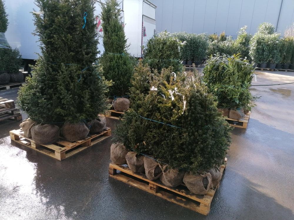 Heimische Eibe - Taxus baccata 60-80 cm Höhe - Heckenpflanzen Thelen