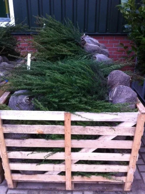 Heimische Eibe - Taxus baccata 60-80 cm Höhe - Heckenpflanzen Thelen