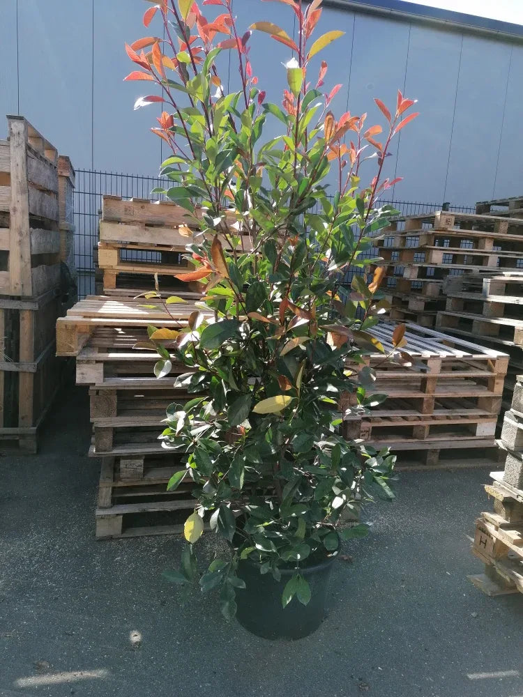 Glanzmispel Red Robin 150-175 cm Höhe Topfware - Heckenpflanzen Thelen