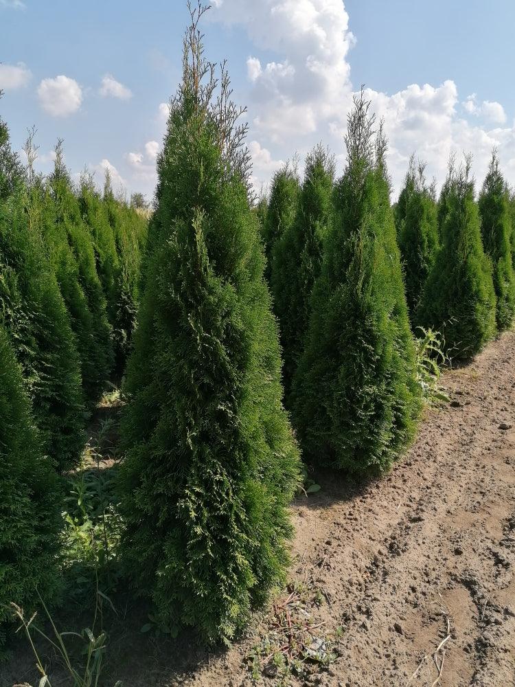 Lebensbaum Thuja occidentalis Smaragd 140-160 cm Höhe Ballenware
