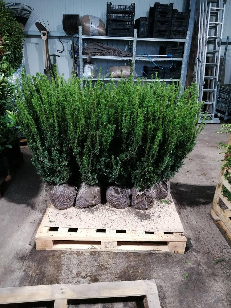 Taxus media Hillii - Bechereibe 80-100cm Höhe - Heckenpflanzen Thelen