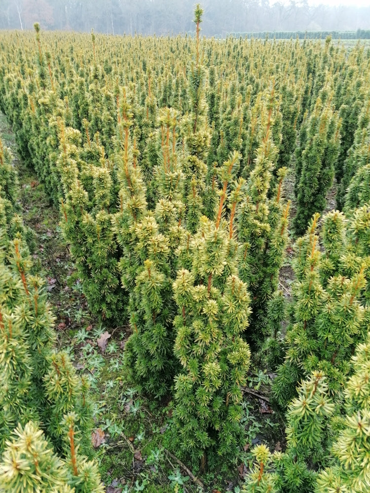 Taxus baccata 'David' - Goldgelbe Säuleneibe David 80-100 cm Höhe