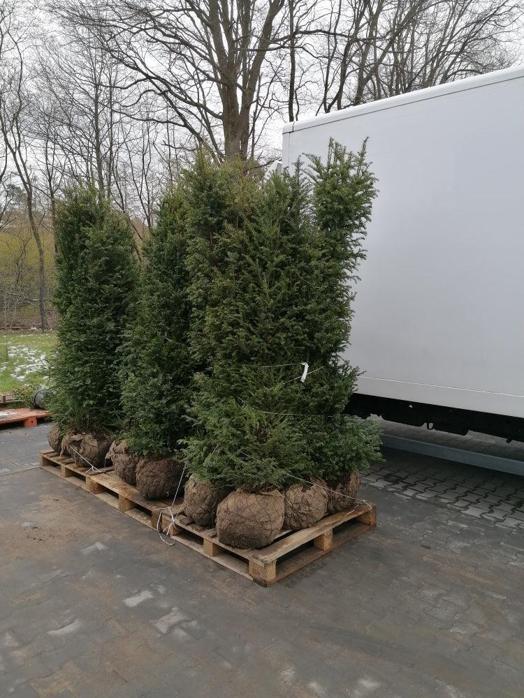 Heimische Eibe - Taxus baccata 180-200 cm Höhe - Heckenpflanzen Thelen