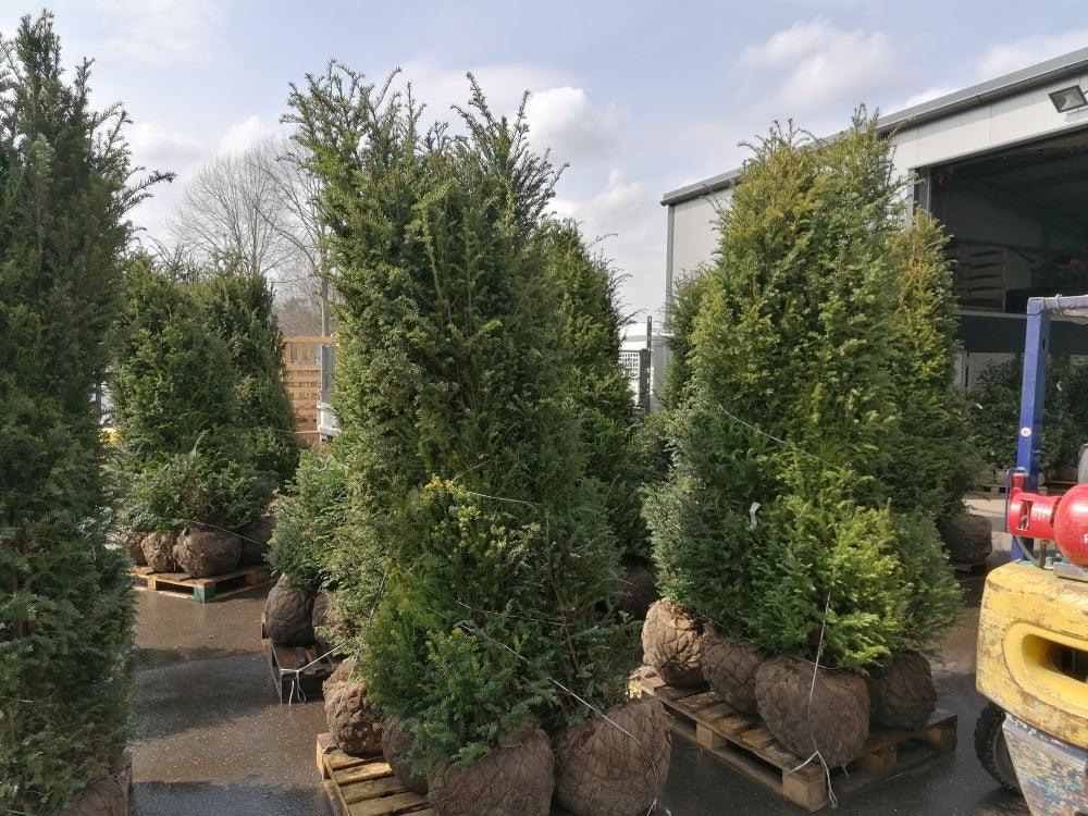 Heimische Eibe - Taxus baccata 200-220 cm Höhe - Heckenpflanzen Thelen