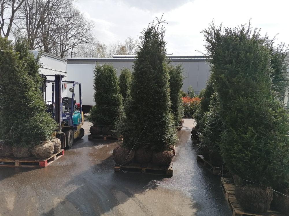 Heimische Eibe - Taxus baccata 200-220 cm Höhe - Heckenpflanzen Thelen