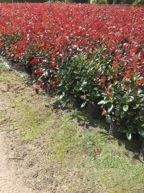 Glanzmispel Red Robin 100-125 cm Höhe Topfware - Heckenpflanzen Thelen