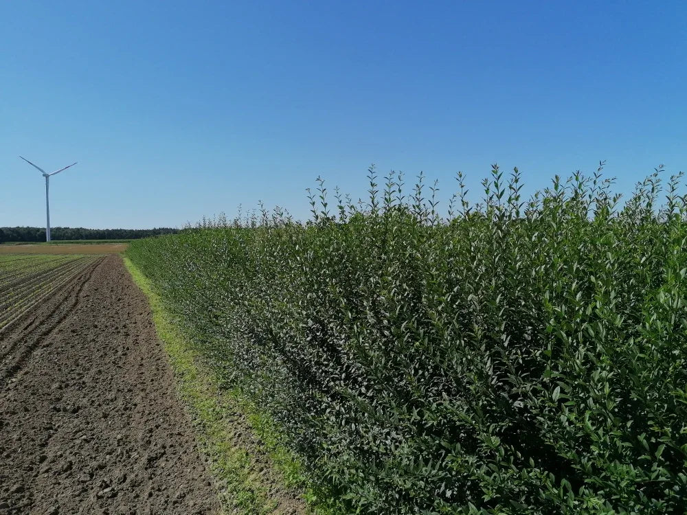Liguster Ligustrum vulgare Atrovirens Höhe 175-200 cm Ballenware - Heckenpflanzen Thelen