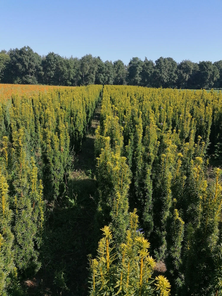 Taxus baccata 'David' - Goldgelbe Säuleneibe David 100-120 cm Höhe