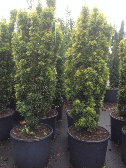 Taxus baccata 'David' - Goldgelbe Säuleneibe David 60-80 cm Höhe