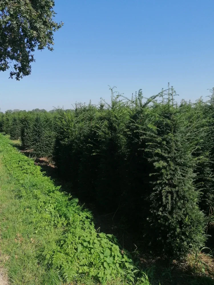 Heimische Eibe - Taxus baccata 160-180 cm Höhe - Heckenpflanzen Thelen