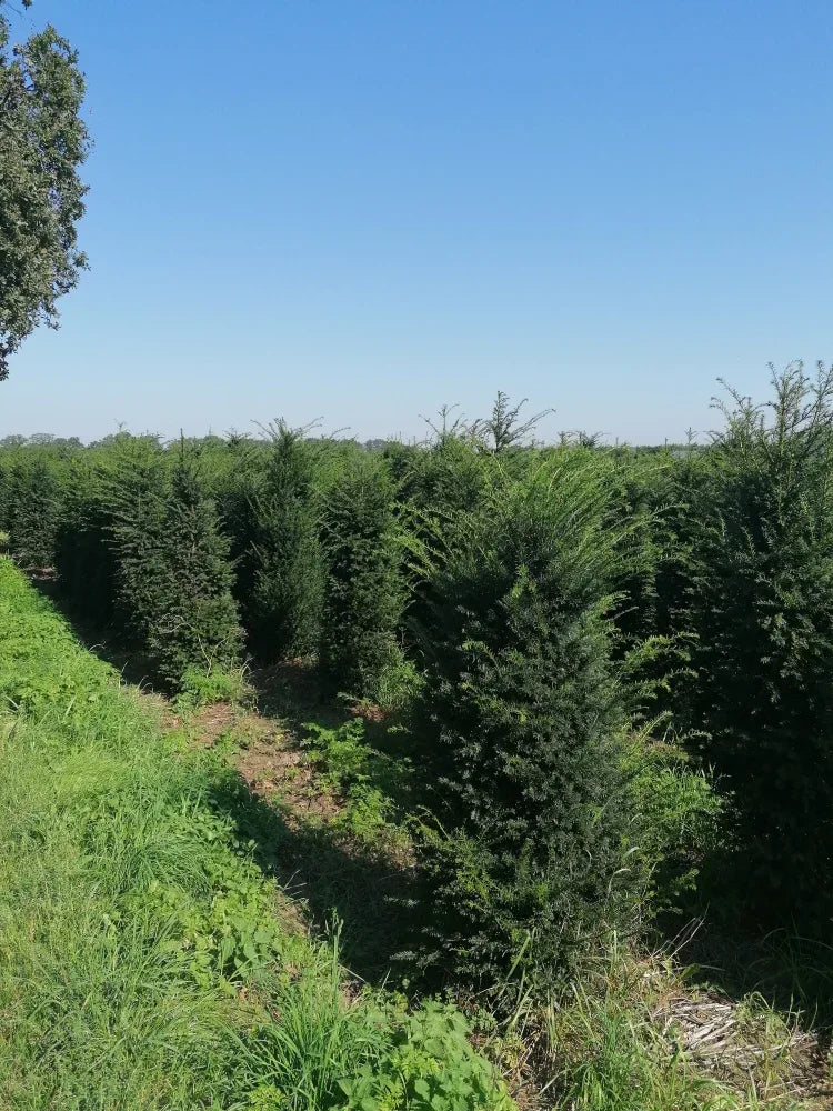 Heimische Eibe - Taxus baccata 160-180 cm Höhe - Heckenpflanzen Thelen