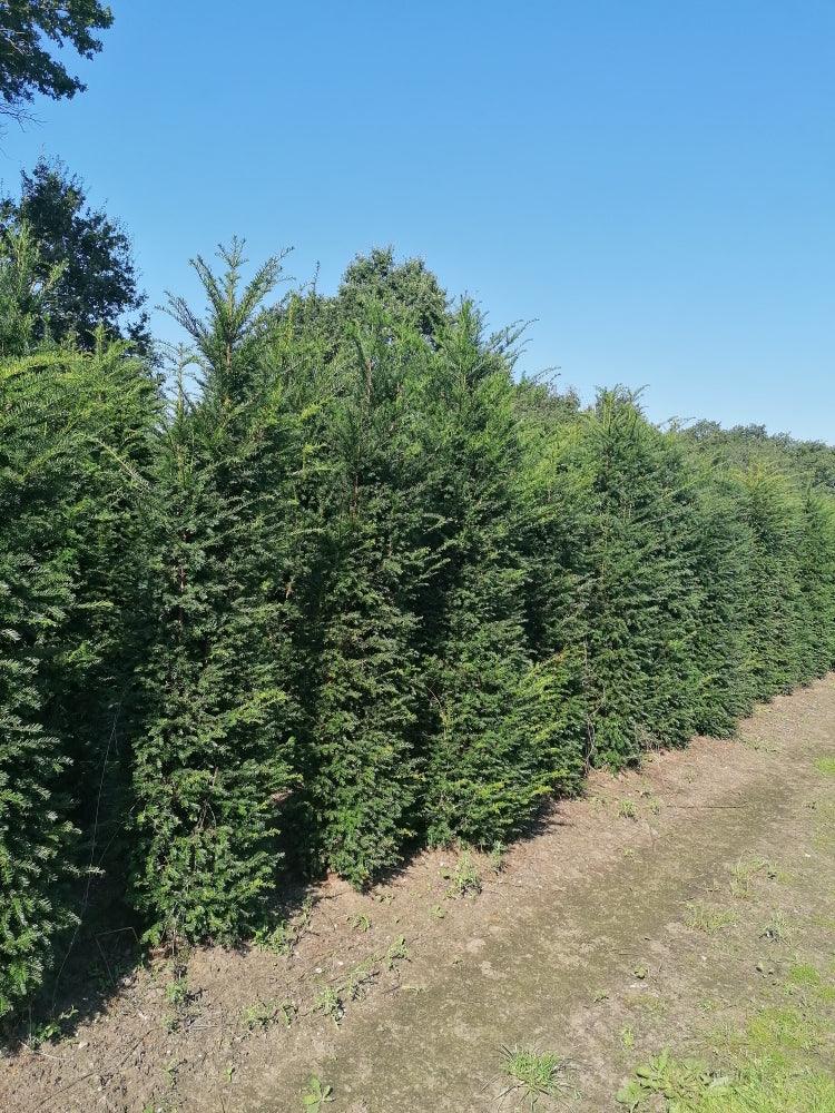 Heimische Eibe - Taxus baccata 180-200 cm Höhe - Heckenpflanzen Thelen