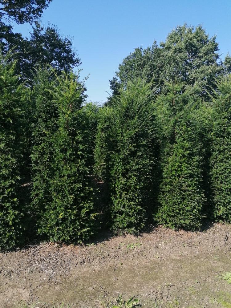 Heimische Eibe - Taxus baccata 180-200 cm Höhe - Heckenpflanzen Thelen