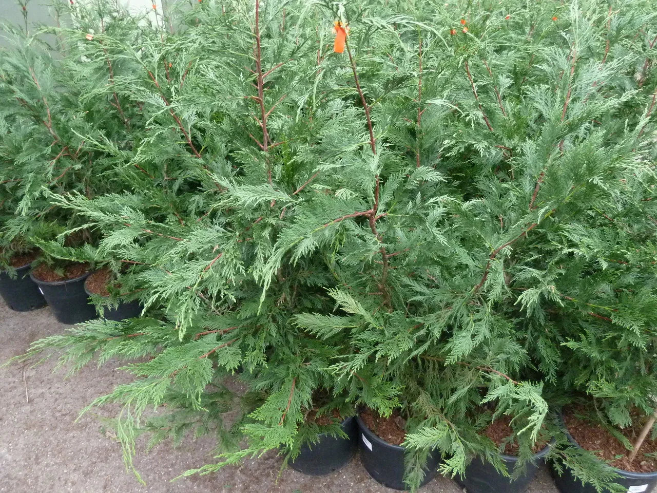 Leyland Zypresse / Bastardzypresse 175-200 cm Höhe Topfware - Heckenpflanzen Thelen