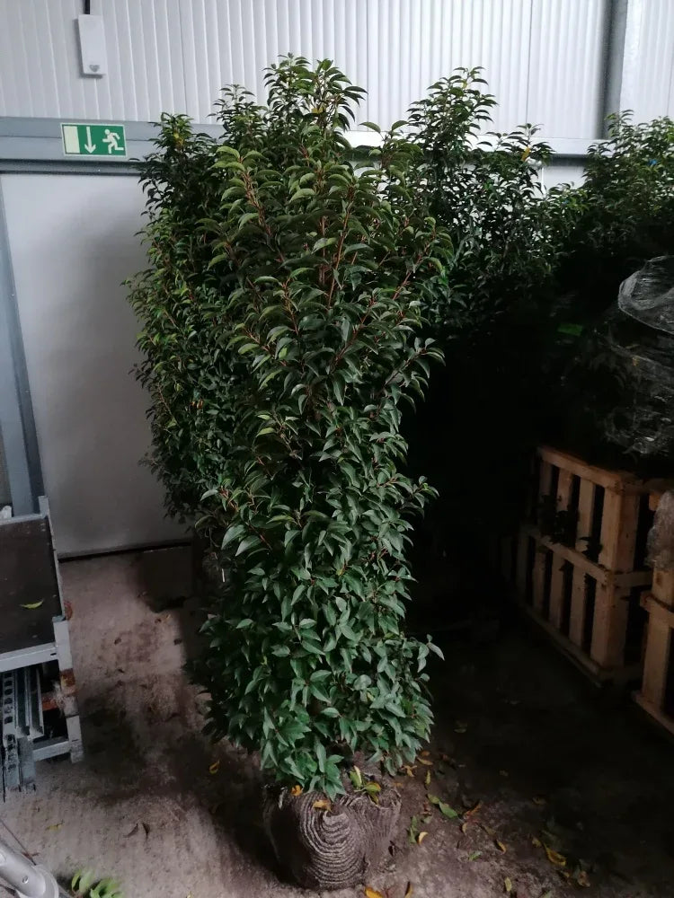 Portugiesischer Kirschlorbeer Angustifolia Höhe 160-180 cm Ballenware - Heckenpflanzen Thelen