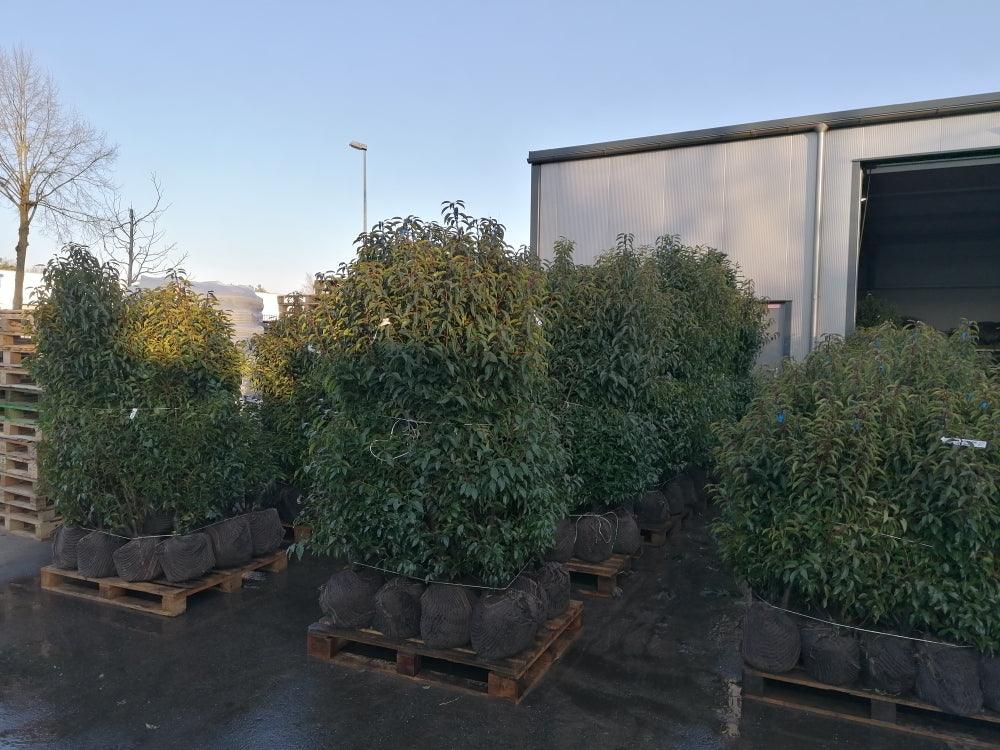 Portugiesischer Kirschlorbeer Angustifolia Höhe 160-180 cm Ballenware - Heckenpflanzen Thelen