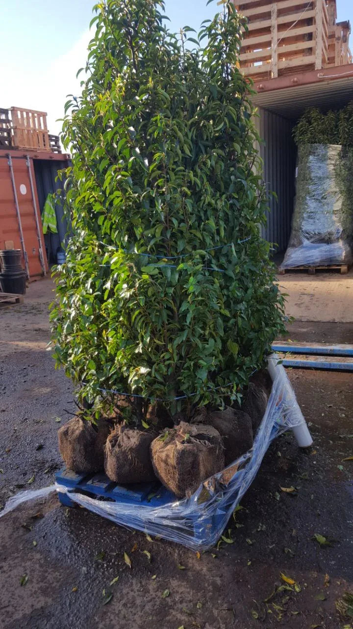 Portugiesischer Kirschlorbeer Angustifolia Höhe 160-180 cm Ballenware - Heckenpflanzen Thelen