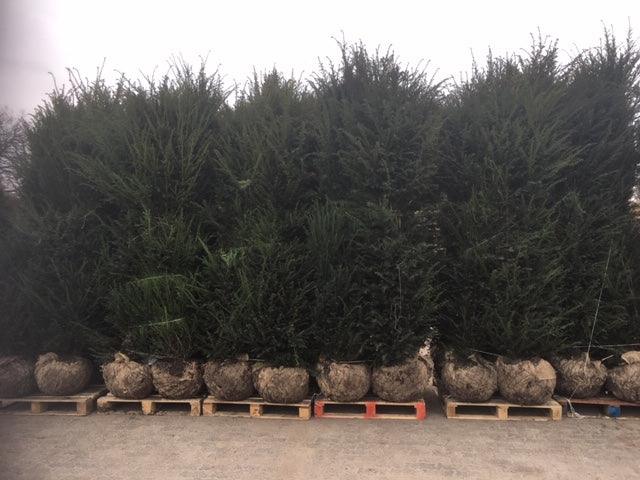 Heimische Eibe - Taxus baccata 220-240 cm Höhe - Heckenpflanzen Thelen