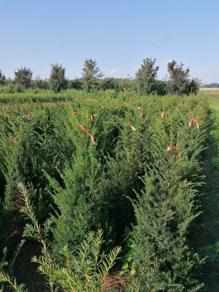 Heimische Eibe - Taxus baccata 100-120 cm Höhe - Heckenpflanzen Thelen