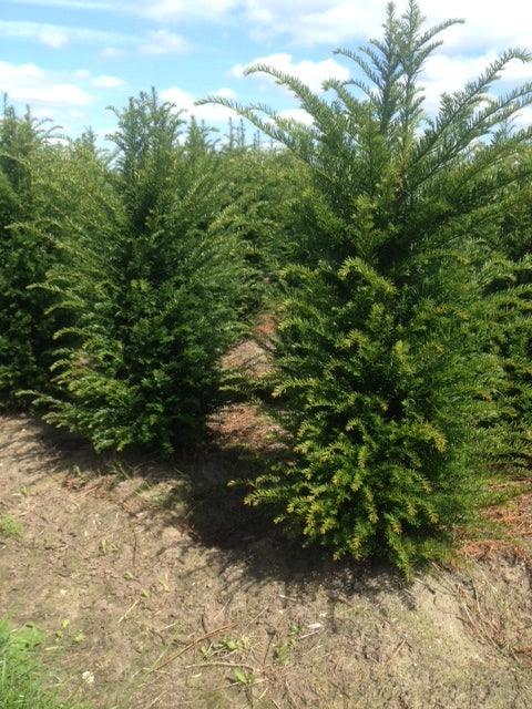 Heimische Eibe - Taxus baccata 100-120 cm Höhe - Heckenpflanzen Thelen