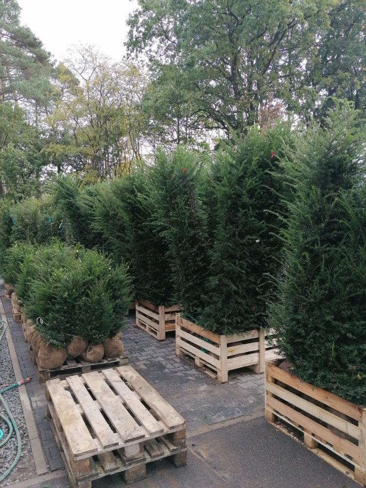 Heimische Eibe - Taxus baccata 180-200 cm Höhe - Heckenpflanzen Thelen