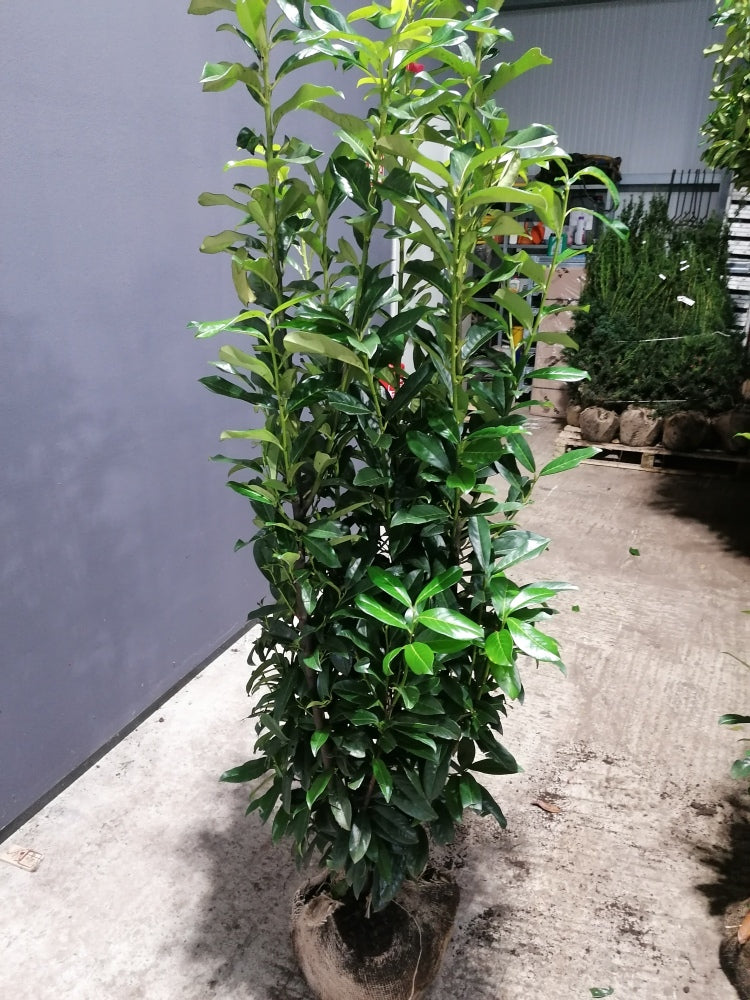 Kirschlorbeer Genolia 140-160 cm Höhe Ballenware