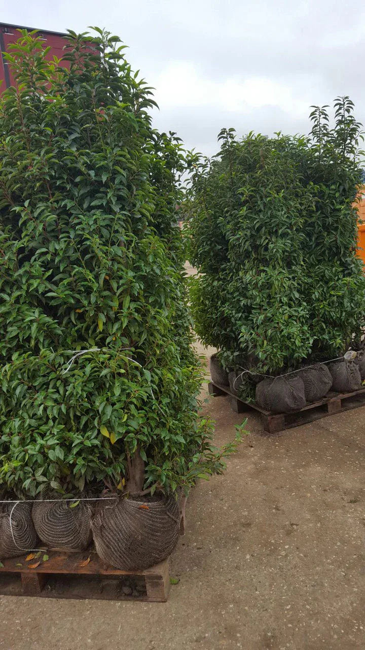 Portugiesischer Kirschlorbeer Angustifolia Höhe 180-200 cm Ballenware - Heckenpflanzen Thelen