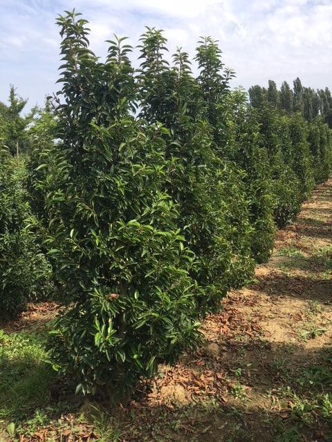 Portugiesischer Kirschlorbeer Angustifolia Höhe 200-220 cm Ballenware - Heckenpflanzen Thelen