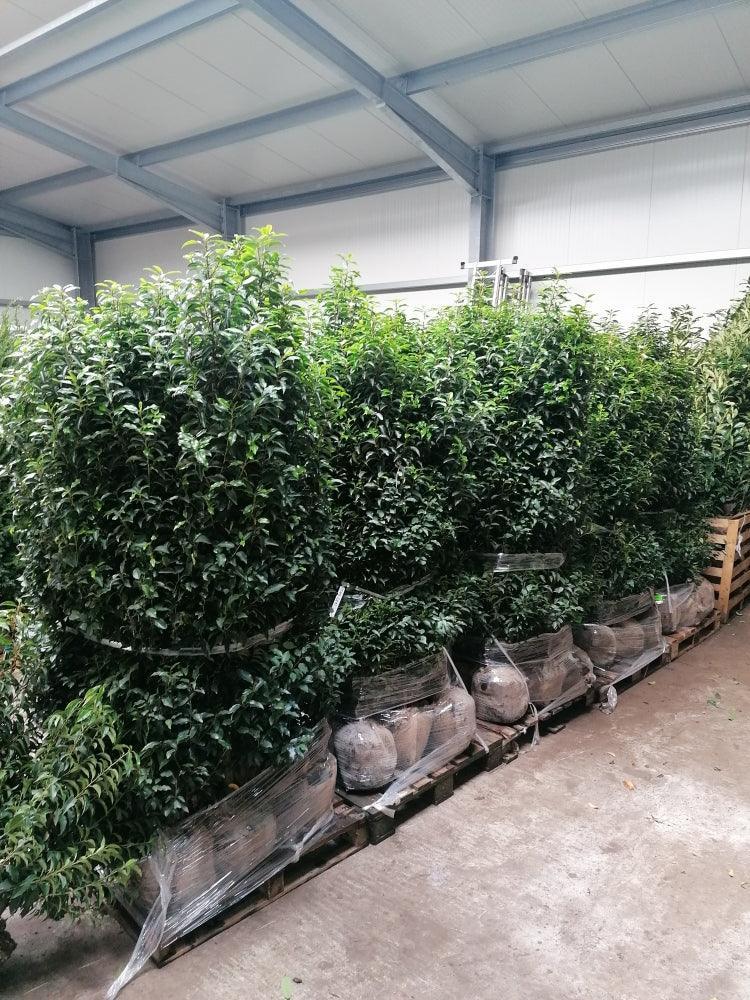 Portugiesischer Kirschlorbeer Angustifolia Höhe 160-180 cm Ballenware - Heckenpflanzen Thelen