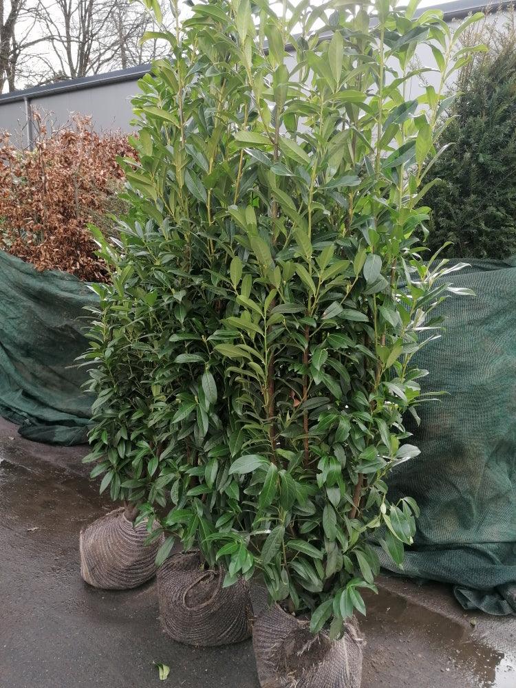 Kirschlorbeer Genolia 180-200 cm Höhe Ballenware - Heckenpflanzen Thelen