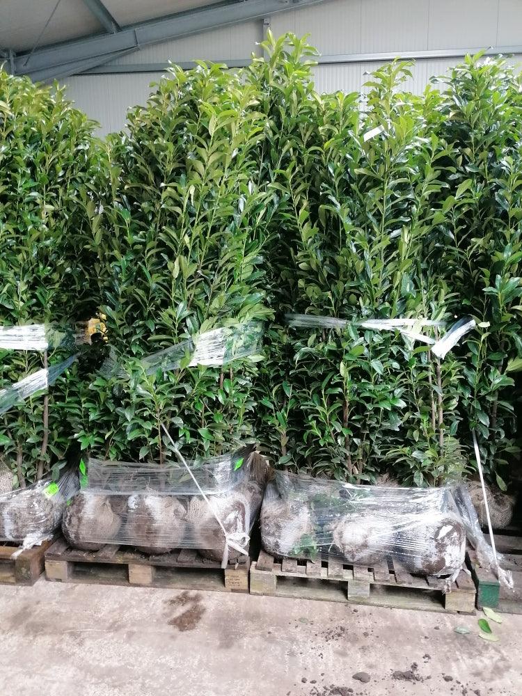 Kirschlorbeer Genolia 180-200 cm Höhe Ballenware - Heckenpflanzen Thelen