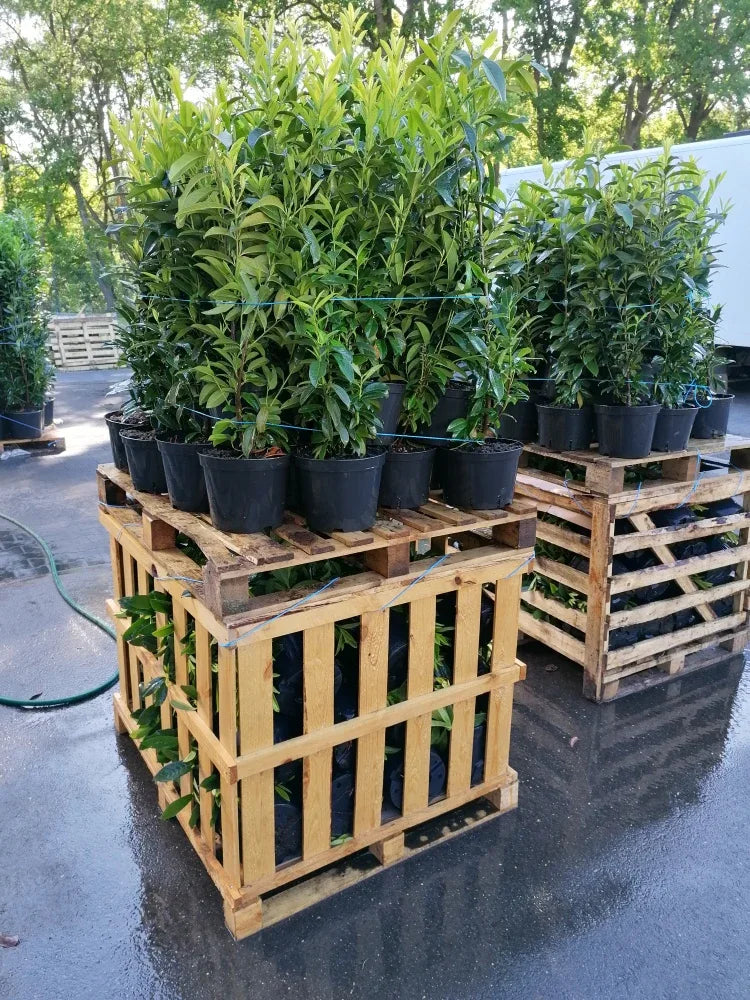 Kirschlorbeer Genolia 60-80 cm Höhe Topfware - Heckenpflanzen Thelen