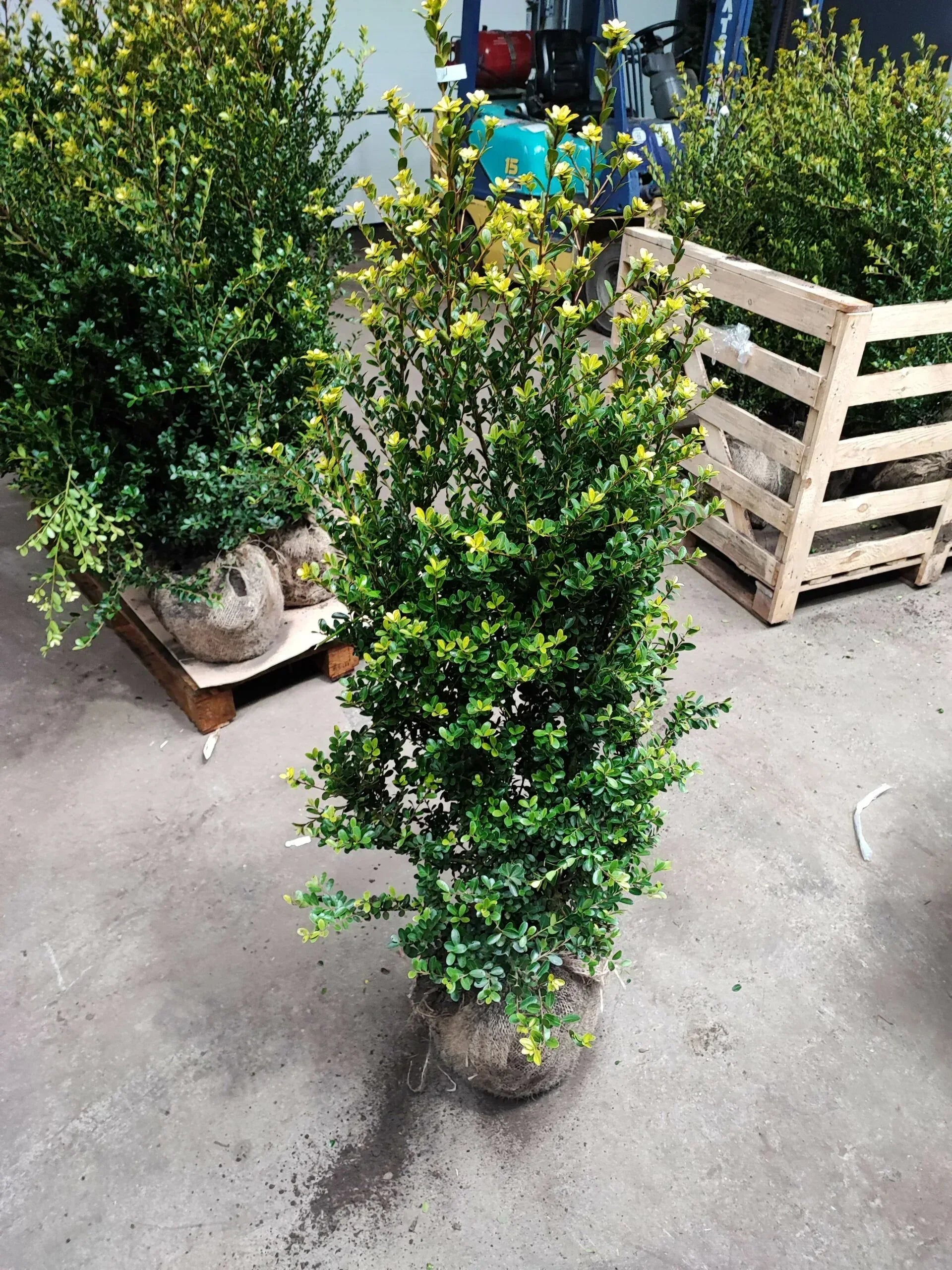 Japanische Hülse - Ilex maximowicziana ‘Kanehirae’ / Ilex impala Höhe 140-160 cm - Heckenpflanzen Thelen